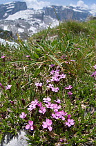 Moss campion (Silene acaulis) in flower, Monte Spinale, alpine zone, Madonna di Campiglio, Brenta Dolomites, Italy, July