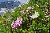 Garland flower (Daphne cneorum) in flower with Mountain Avens (Dryas octopetala), Monte Spinale, alpine zone, Madonna di Campiglio, Brenta Dolomites, Italy, July