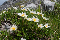 Mountain Avens (Dryas octopetala) in flower, Monte Spinale, alpine zone, Madonna di Campiglio, Brenta Dolomites, Italy, July