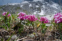 Garland flower (Daphne cneorum) in flower, Monte Spinale, alpine zone, Madonna di Campiglio, Brenta Dolomites, Italy, July