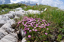 Moss campion (Silene acaulis) in flower, Monte Spinale, alpine zone, Madonna di Campiglio, Brenta Dolomites, Italy, July