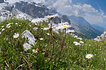 Daisy (Bellis perennis) in flower, Monte Spinale, alpine zone, Madonna di Campiglio, Brenta Dolomites, Italy, July 2010