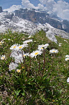 Daisy (Bellis perennis) in flower, Mount Spinale, alpine zone, Madonna di Campiglio, Brenta Dolomites, Italy, July