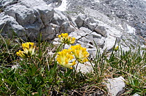 Kidney Vetch (Anthyllis vulneraria) in flower, Monte Spinale, alpine zone, Madonna di Campiglio, Brenta Dolomites, Italy, July
