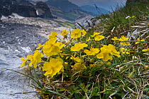 Common rockrose (Helianthemum nummularium) in flower, Monte Spinale, alpine zone, Madonna di Campiglio, Brenta Dolomites, Italy, July