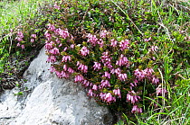 Spring heath (Erica herbacea / carnea) in flower, Monte Spinale, alpine zone, Madonna di Campiglio, Brenta Dolomites, Italy, July