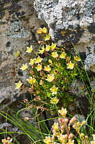Musky Saxifrage (Saxifraga moschata) in flower, Monte Spinale, alpine zone, Madonna di Campiglio, Brenta Dolomites, Italy, July