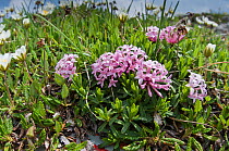 Garland flower (Daphne cneorum) in flower, Monte Spinale, alpine zone, Madonna di Campiglio, Brenta Dolomites, Italy, July