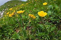 Creeping Avens (Geum reptans) in flower, Monte Spinale, alpine zone, Madonna di Campiglio, Brenta Dolomites, Italy, July
