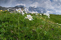Narcissus-flowered Anemone (Anemone narcissiflora) in flower, Monte Spinale, alpine zone, Madonna di Campiglio, Brenta Dolomites, Italy, July