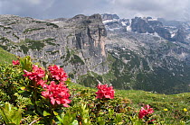 Alpenrose (Rhododendron ferrugineum) in flower, Monte Spinale, alpine zone, Madonna di Campiglio, Brenta Dolomites, Italy, July 2010