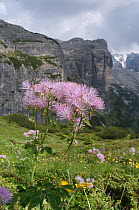 Great meadow rue (Thalictrum alpinum) in flower, Monte Spinale, alpine zone, Madonna di Campiglio, Brenta Dolomites, Italy, July 2010