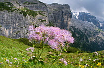 Great meadow rue (Thalictrum alpinum) in flower, Monte Spinale, alpine zone, Madonna di Campiglio, Brenta Dolomites, Italy, July 2010