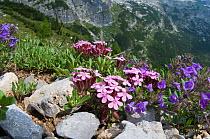 Rock campion (Saponaria ocymoides) with Basil thyme (Acinos arvensis) Monte Spinale, alpine zone, Madonna di Campiglio, Brenta Dolomites, Italy, July