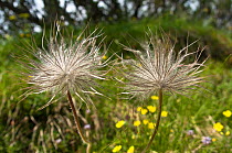 Seedhead of Sulphur Pasque flower (Pulsatilla alpina ssp apiifolia) Monte Spinale, alpine zone, Madonna di Campiglio, Brenta Dolomites, Italy, July