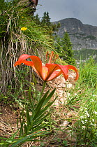 Orange Lily (Lilium bulbiferum var croceum) in flower, variety without leaf base bulbils. Monte Spinale, alpine zone, Madonna di Campiglio, Brenta Dolomites, Italy, July