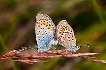 Silver-studded blues (Plebejus argus) mating, Campo Imperatore, Gran Sasso, Appennines, Abruzzo, Italy, July