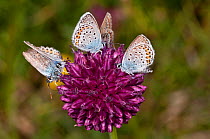 Silver-studded blue butterflies (Plebejus argus) feeding on Round headed leek (Allium sphaerocephalon) Campo Imperatore, Gran Sasso, Appennines, Abruzzo, Italy, July