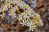 Thick-leaved saxifrage (Saxifraga callosa) in flower, Canyon on Campo Imperatore, Gran Sasso, Appennines, Abruzzo, Italy