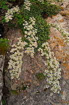 Thick-leaved saxifrage (Saxifraga callosa) in flower in a canyon on Campo Imperatore, Gran Sasso, Appennines, Abruzzo, Italy