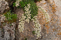 Thick-leaved saxifrage (Saxifraga callosa) in flower in canyon on Campo Imperatore, Gran Sasso, Appennines, Abruzzo, Italy