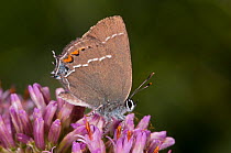 Blue-spot hairstreak butterfly (Satyrium spini) feeding, Campo Imperatore, Gran Sasso, Appennines, Abruzzo, Italy