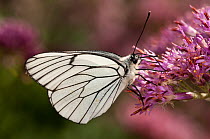 Black-veined white butterfly (Aporia crategi) feeding, Campo Imperatore, Gran Sasso, Appennines, Abruzzo, Italy