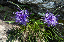 Rhaetian Rampion (Phyteuma hedraianthifolium) in flower, Adamello Brenta, Dolomites, Italy