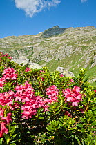 Alpenrose (Rhododendron ferrugineum) in flower,  Lago Ritorto, Madonna di Campiglio, on acid rocks of Adamello Range, Dolomites, Italy, July 2010
