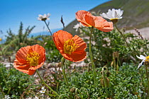 Alpine poppy (Papaver alpina ssp ernesti-mayeri) in flower, Gran Sasso, Appennines, Abruzzo, Italy