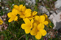 Yellow Flax (Linum capitatum) in flower, in canyon on Campo Imperatore, Gran Sasso, Appennines, Abruzzo, Italy