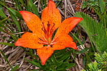Orange Lily (Lilium bulbiferum var croceum) in flower, variety without leaf base bulbils. Campo Imperatore, Gran Sasso, Appennines, Abruzzo, Italy