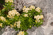 Alpine Daphne (Daphne oleoides) in flower, Mount Terminillo, Rieti, Lazio, Italy