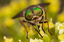 Horsefly (Tabanus bovinus) male feeding on nectar whilst the females are blood suckers, Terminillo, Rieti, Lazio, Italy