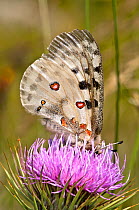 Apollo butterfly (Parnasius apollo) feeding, Mount Terminillo, Rieti, Lazio, Italy