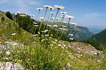 Ox-eye daisy (Leucanthemum vulgare) in flower, Mount Terminillo, Rieti, Lazio, Italy, July 2011
