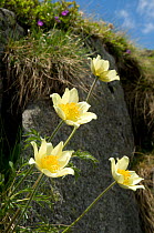 Sulphur Pasque flower (Pulsatilla alpina ssp apiifolia) in flower, Lago Ritorto, Madonna di Campiglio, Adamello Range, Dolomites, Italy, July
