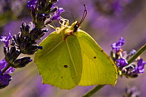 Brimstone butterfly (Gonepteryx rhamni) feeding on lavender nectar in garden, Podere Montecucco, Orvieto, Umbria, Italy