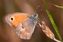 Small Heath butterfly (Coenonympha pamphilus) Podere Montecuccco, near Orvieot, Umbria, Italy, July