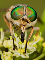 Large Horsefly (Tabanus bovinus) close-up on flower, Piano Grande, Norcia, Umbria, Italy, July