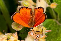 Scarce Copper butterfly (Lycaena virgaureae) male, dorsal view, Campo Imperatore, Gran Sasso, Appennines, Abruzzo, Italy, July