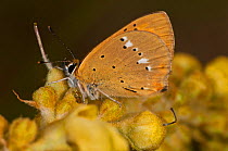 Scarce copper butterfly (Lycaena virgaureae) female with wings closed, Campo Imperatore, Gran Sasso, Appennines, Abruzzo, Italy, July