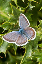 Silver-studded blue butterfly (Plebejus argus) Campo Imperatore, Gran Sasso, Appennines, Abruzzo, Italy, July