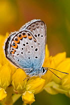 Silver-studded blue butterfly (Plebejus argus) Campo Imperatore, Gran Sasso, Appennines, Abruzzo, Italy, July