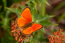 Scarce Copper butterfly  (Lycaena virgaureae) male, dorsal view, Campo Imperatore, Gran Sasso, Appennines, Abruzzo, Italy, July