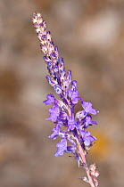 Purple Toadflax (Linara purpurea) flower, Mount Terminillo, Rieti, Lazio, Italy, July