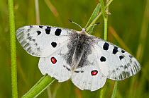 Apollo butterfly  (Parnasius apollo) Mount Terminillo, Rieti, Lazio, Italy, July