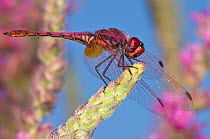 Ruddy darter dragonfly male (Sympetrum sanguineum) on flower spike, Lago di Mezzano, near Latera, Lazio, Italy, July