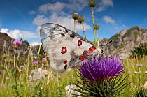 Apollo butterfly  (Parnasius apollo) feeding on flower, Mount Terminillo, Rieti, Lazio, Italy, July 2011