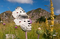 Apollo butterfly  (Parnasius apollo) feeding, Mount Terminillo, Rieti, Lazio, Italy, July 2011